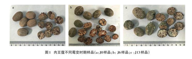 不同霉变时期肉豆蔻饮片需氧菌、霉菌、酵母菌菌落总数统计（一）