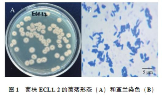 ?高产纤维素酶枯草芽胞杆菌生长曲线、产蛋白酶及α-淀粉酶能力及药物敏感性研究（一）