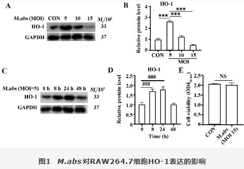 脓肿分枝杆菌胞内菌落计数、对RAW264.7细胞血红素氧化酶1调控自噬影响（一）