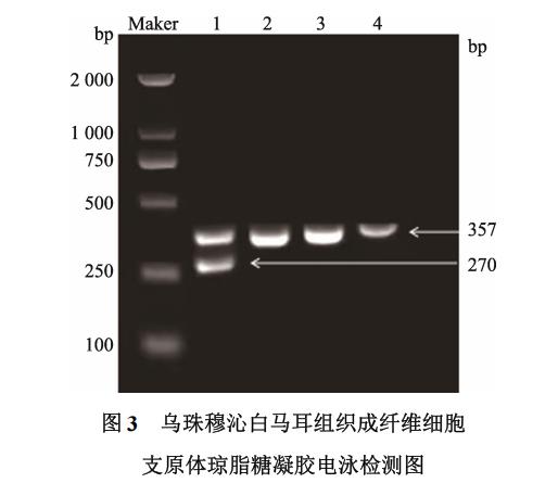 白马耳组织成纤维细胞体外培养、冷冻前及复苏后存活率、生长曲线绘制（二）
