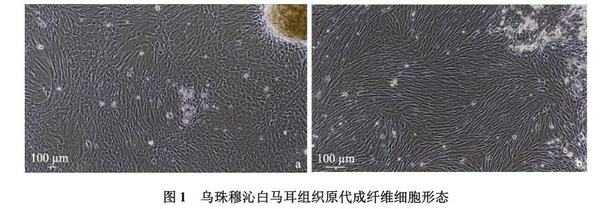 白马耳组织成纤维细胞体外培养、冷冻前及复苏后存活率、生长曲线绘制（一）