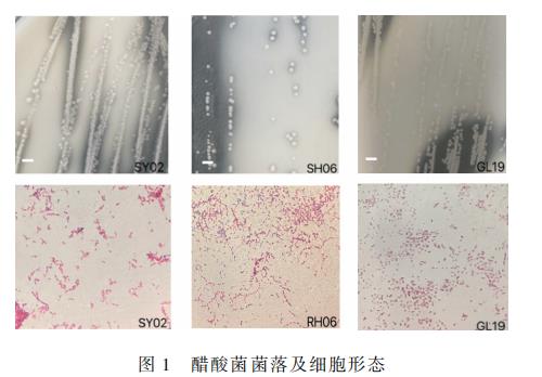 不同乙醇、乙酸、氯化钠、浓度对小米醋发酵过程中醋酸菌生长曲线的影响（一）