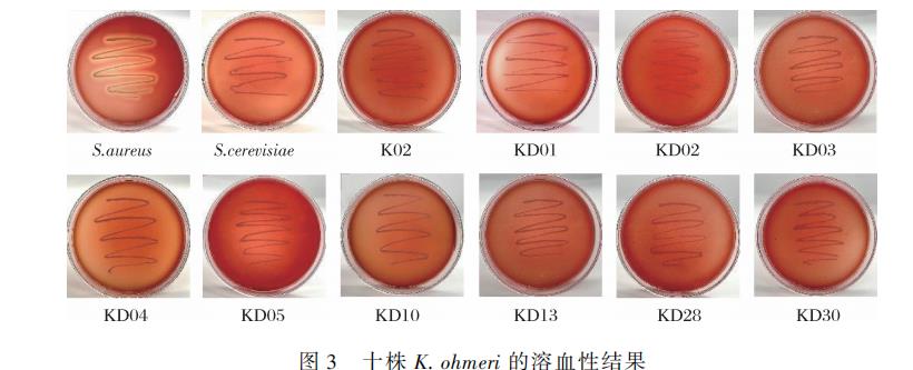 3株奥默柯达酵母生长曲线、pH耐受性、最适生长温度测定及对酱油香气和滋味影响（二）