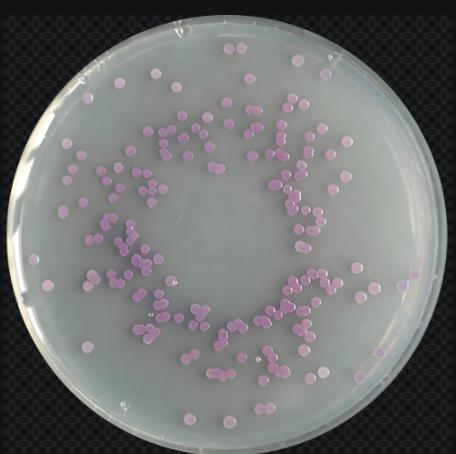 工程菌大肠杆菌EcN FGF19-01培养、生长曲线测定及改善慢性结肠炎作用研究（二）