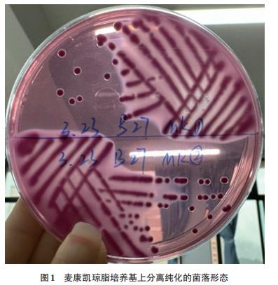 鸽源大肠杆菌分离株对13种抗菌药物耐药现状研究（一）