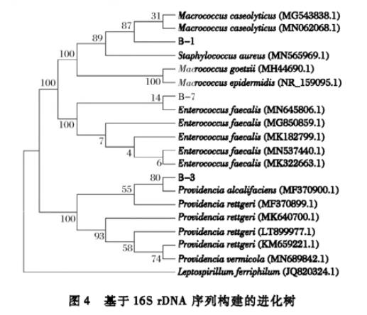 生食大眼金枪鱼中生物胺产生菌分离纯化、菌落总数、生长曲线及形状鉴定（三）