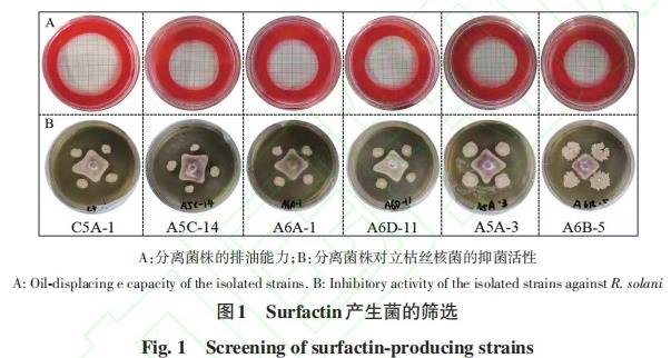 芽胞杆菌合成次级代谢产物Surfactin肽段分类地位及促生功能