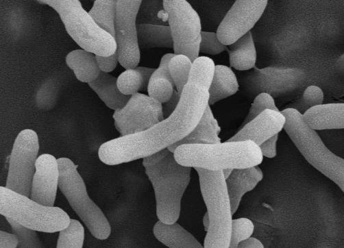 苯氧乙醇对不同分型的痤疮丙酸杆菌的生长曲线影响及抑菌机制