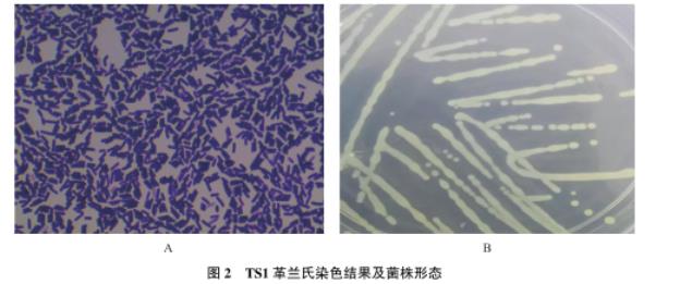 牦牛源短小芽孢杆菌生长曲线测定及药敏试验、体外抑菌结果解读（二）
