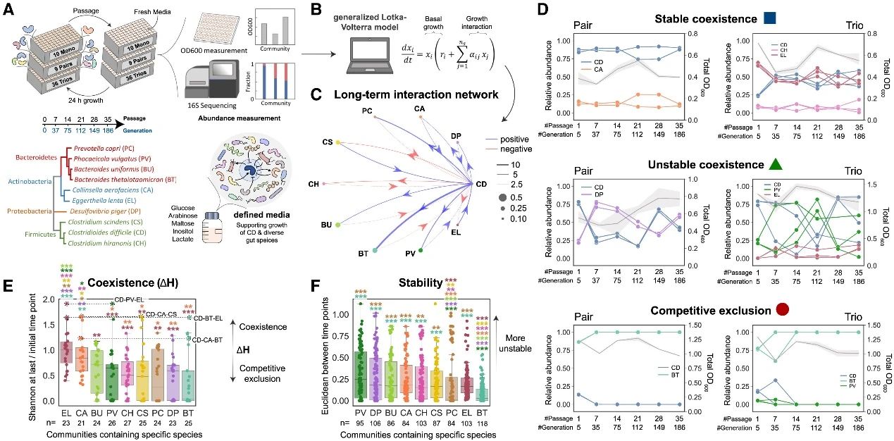 量化人类肠道菌种对艰难梭菌长期生长的影响（一）