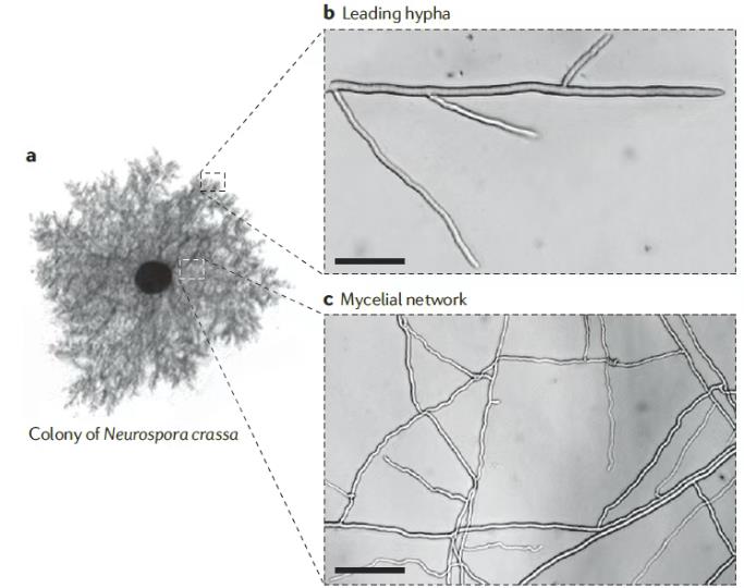 从生物物理视角揭示真菌菌丝生长推动力