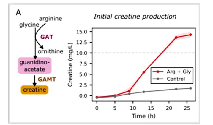 基于全细胞生长的 GAT 生长耦合策略，突破合成肌酸过程中的代谢瓶颈