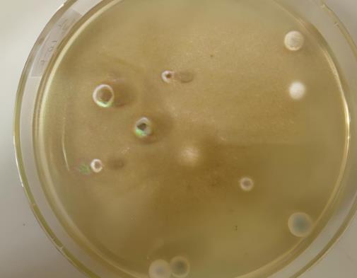 改善不可培养微生物可培养效率的方法有哪几种