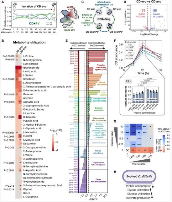 量化人类肠道菌种对艰难梭菌长期生长的影响（三）