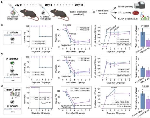 量化人类肠道菌种对艰难梭菌长期生长的影响（五）