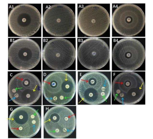 林氏扇头蜱抗菌肽重组蛋白对大肠埃希菌生长曲线影响及抑菌效果（一）