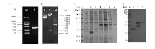 林氏扇头蜱抗菌肽重组蛋白对大肠埃希菌生长曲线影响及抑菌效果（二）