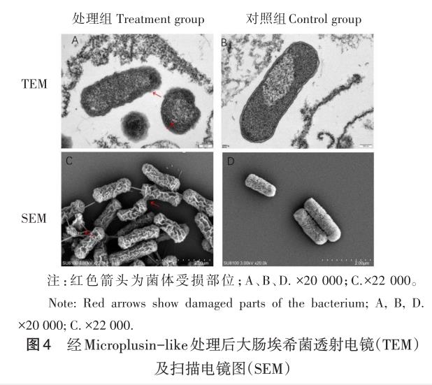林氏扇头蜱抗菌肽重组蛋白对大肠埃希菌生长曲线影响及抑菌效果（四）