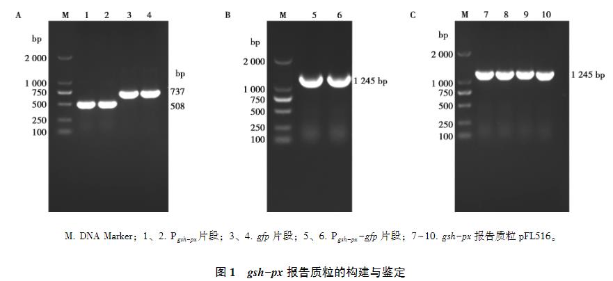 lmo1508/lmo1509基因缺失对单增李斯特菌生长曲线、抗氧化应激能力的影响（二）