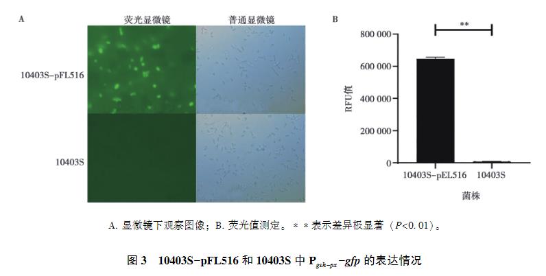 lmo1508/lmo1509基因缺失对单增李斯特菌生长曲线、抗氧化应激能力的影响（三）