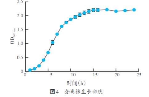 家兔肺支气管败血波氏杆菌生长曲线测定及耐药性研究（三）