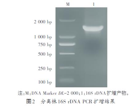 家兔肺支气管败血波氏杆菌生长曲线测定及耐药性研究（二）