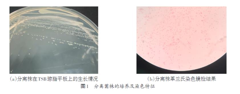 家兔肺支气管败血波氏杆菌生长曲线测定及耐药性研究（一）