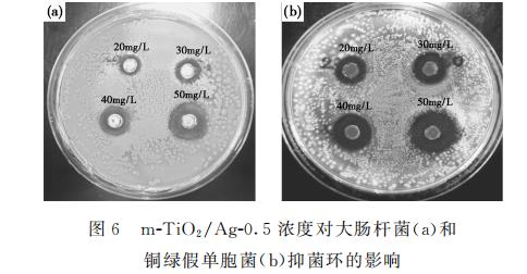 新型纳米复合材料介孔m-TiO?/Ag对大肠杆菌和铜绿假单胞菌生长、抑制作用（一）