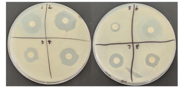 牛源解淀粉芽孢杆菌产纤维素酶活力测定、抗逆性及药敏试验（二）