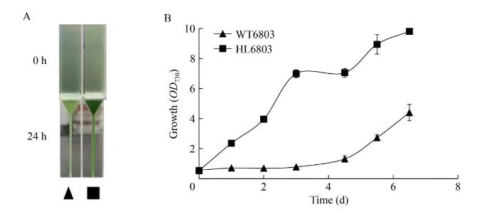 速生集胞藻6803光合放氧速率、生长曲线及基因组分析（一）
