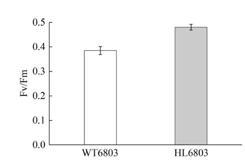 速生集胞藻6803光合放氧速率、生长曲线及基因组分析（二）