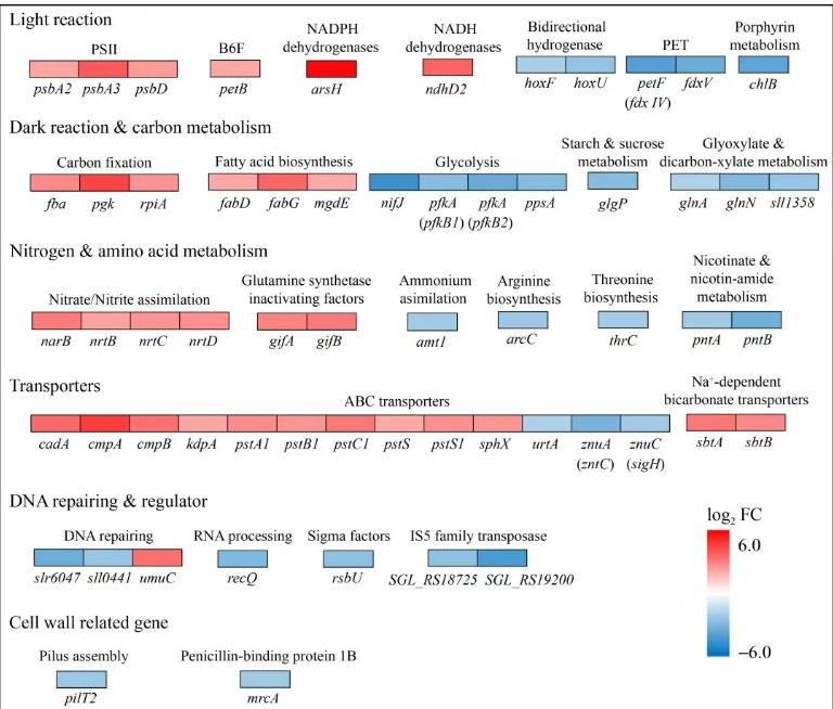 速生集胞藻6803光合放氧速率、生长曲线及基因组分析（五）