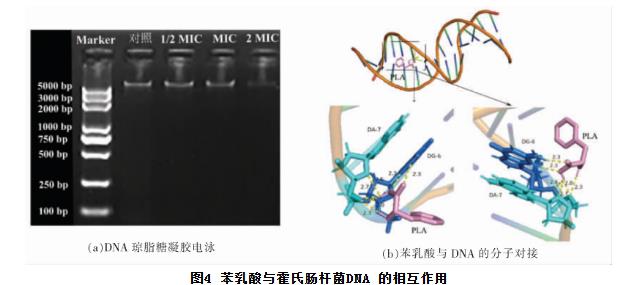 苯乳酸对霍氏肠杆菌生长曲线、细胞凋亡、抑制活性、DNA的影响（三）