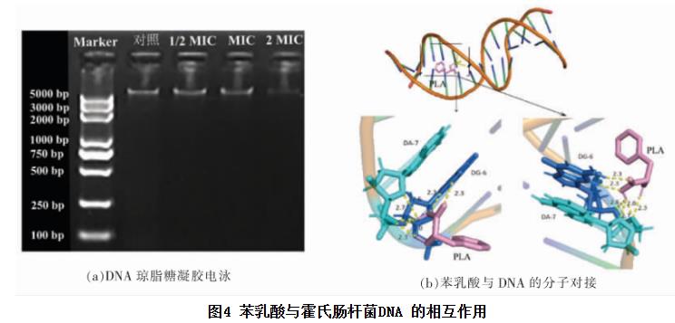 苯乳酸对霍氏肠杆菌生长曲线、细胞凋亡、抑制活性、DNA的影响（四）