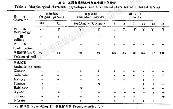 酿酒酵母和耐热酵母属间原生质体融合频率及方法