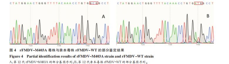 O 型口蹄疫病毒 3D 突变体重组 FMDV 的鉴定及生长曲线的测定（二）