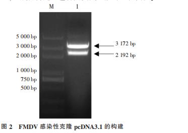 O 型口蹄疫病毒 3D 突变体重组 FMDV 的鉴定及生长曲线的测定（一）