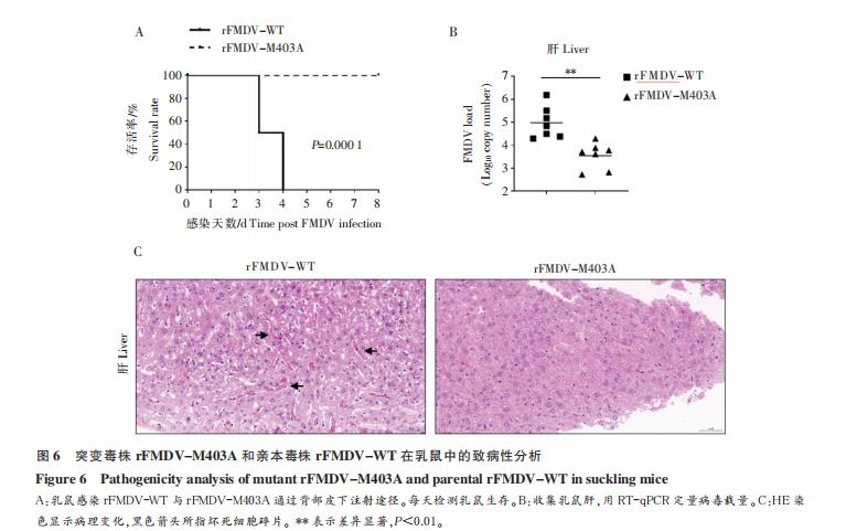 O 型口蹄疫病毒 3D 突变体重组 FMDV 的鉴定及生长曲线的测定（三）