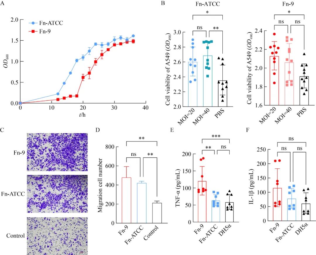基于细菌生长曲线测定探究具核梭杆菌促进肺癌发展的潜在机制（二）