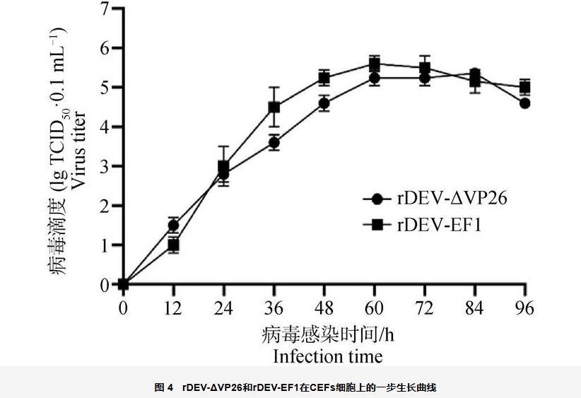鸭瘟病毒基因缺失株rDEV-ΔVP26生长曲线、蚀斑面积及免疫原性分析（三）
