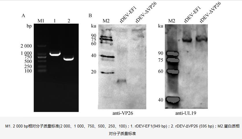 鸭瘟病毒基因缺失株rDEV-ΔVP26生长曲线、蚀斑面积及免疫原性分析（二）