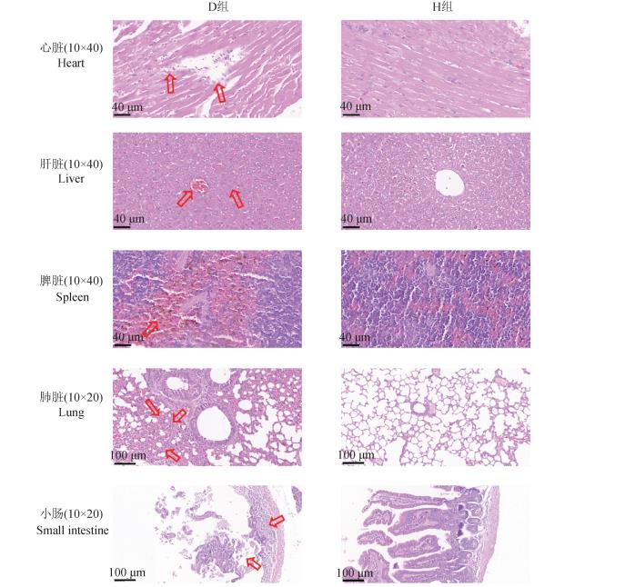 ?梅花鹿源A型产气荚膜梭菌的分离鉴定、测序、毒素型、生化、耐药性分析（三）