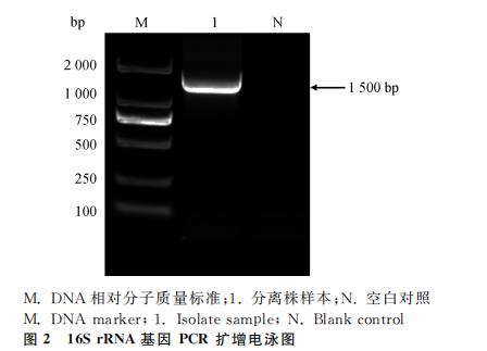 ?梅花鹿源A型产气荚膜梭菌的分离鉴定、测序、毒素型、生化、耐药性分析（二）