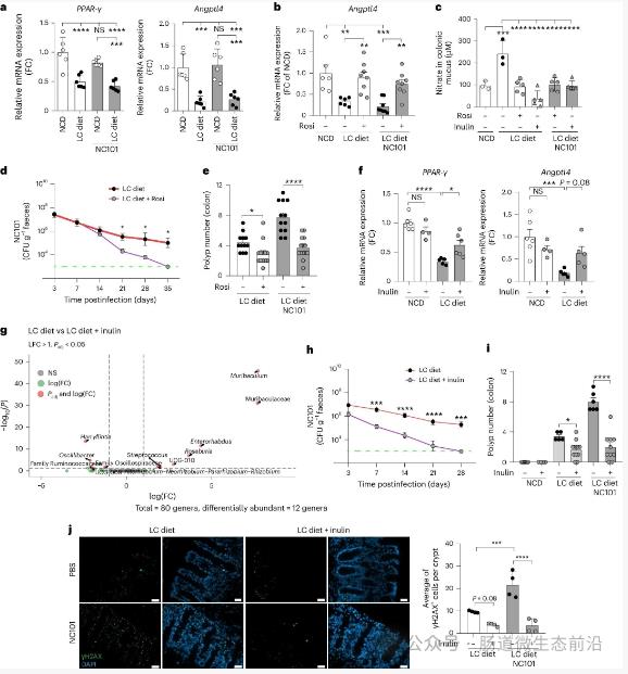 低纤维饮食与pks+大肠杆菌的协同致癌（CRC）作用