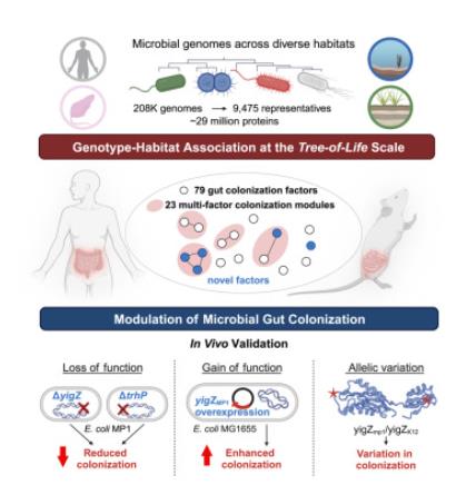 微生物在哺乳动物肠道中定植跨物种遗传机制研究
