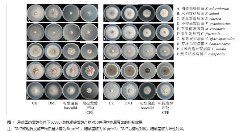棘孢木霉TCS007菌株的固态发酵条件、次生代谢产物产量影响因素（四）