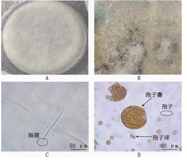 脂肽对蜜蜂球囊菌生长抑制作用及其孢子萌发的影响（一）