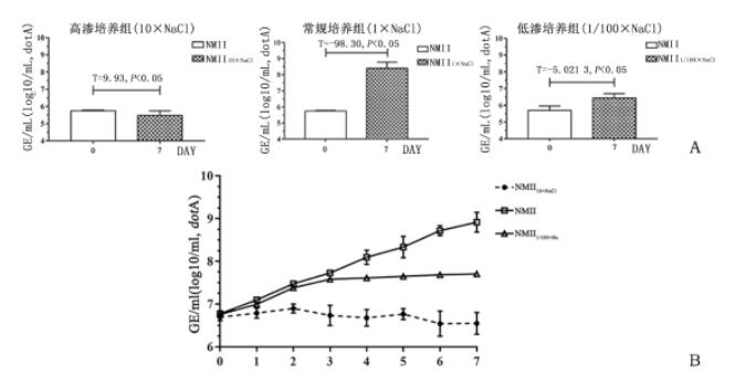 贝氏柯克斯体在高渗脱水环境中的生物学特性研究（二）