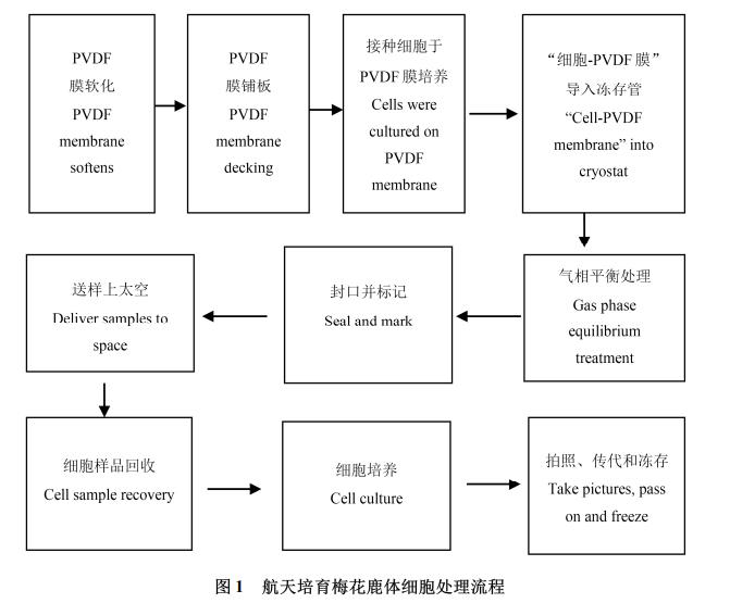 梅花鹿体细胞航天诱变、细胞样品回收培养技术、生长曲线及核型特性（一）