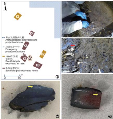 基于可培养技术的古象牙病害微生物分离鉴定与抑菌剂筛选评价（一）
